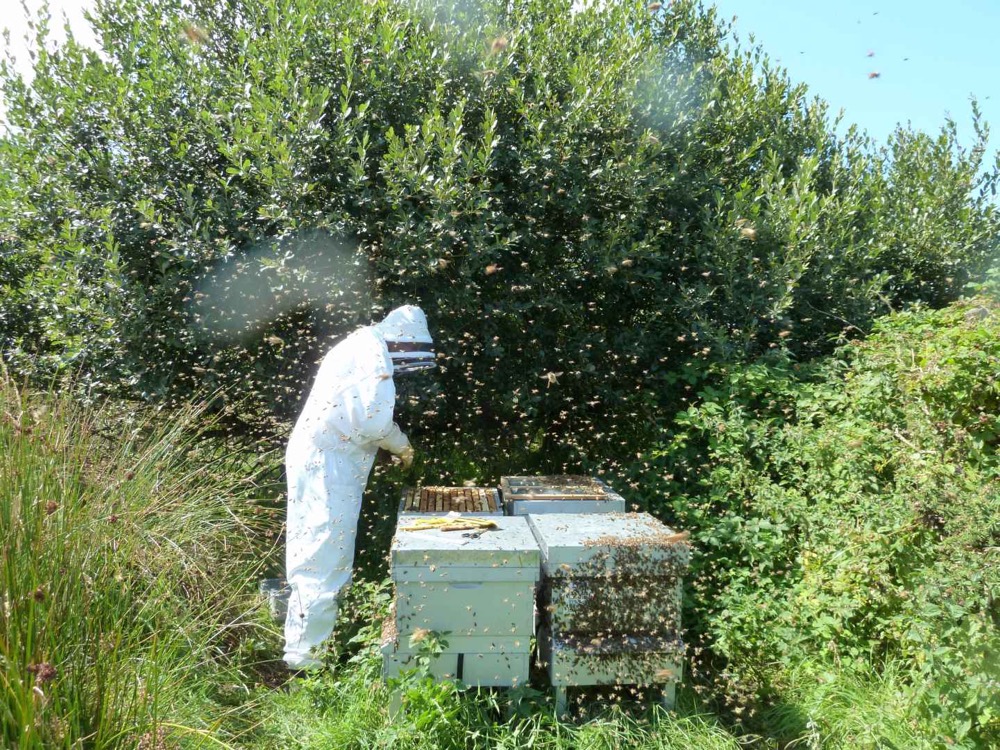 Our other apiary